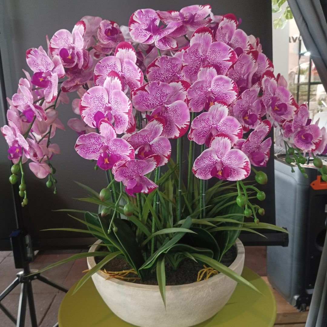 Orquideas
