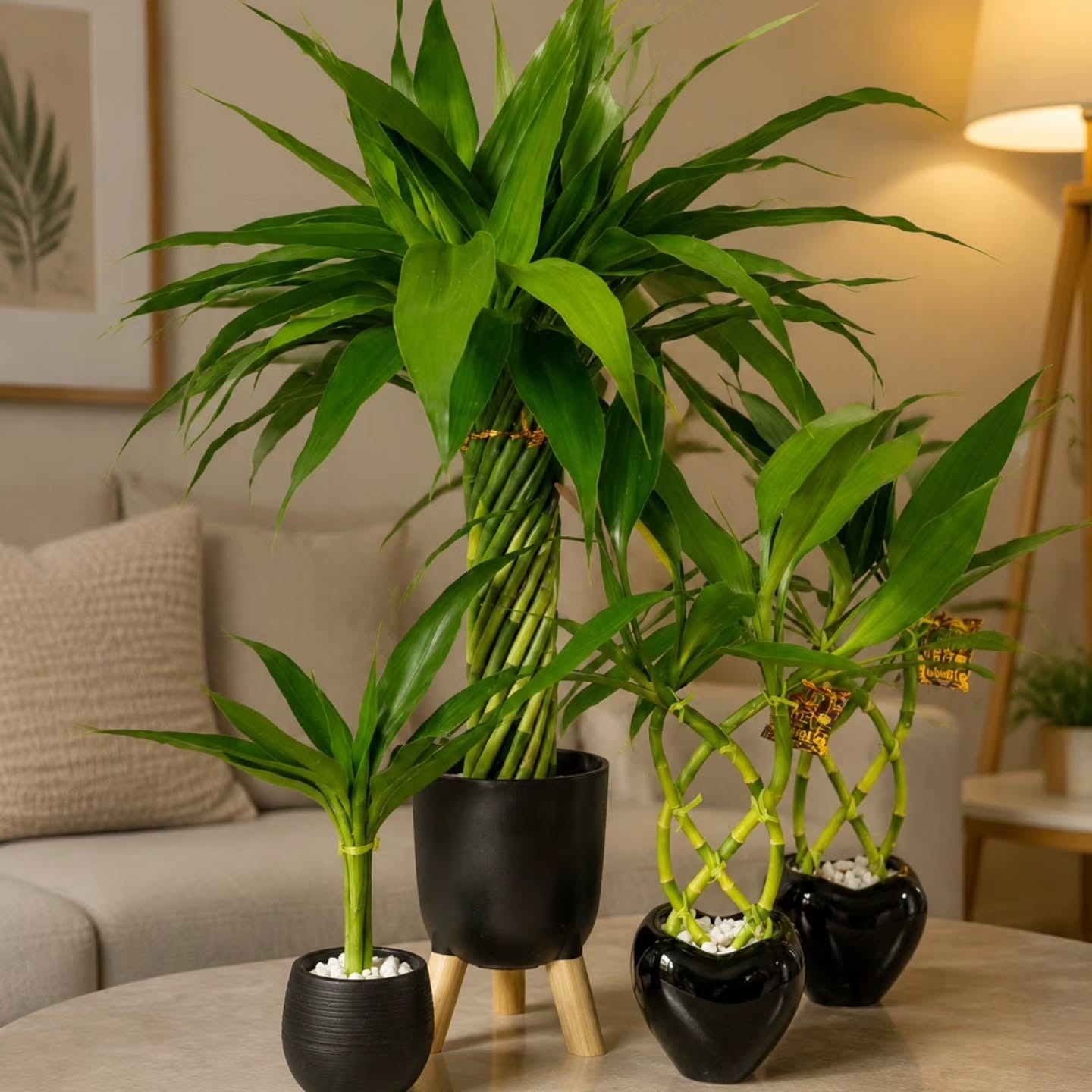 Flora Contagem