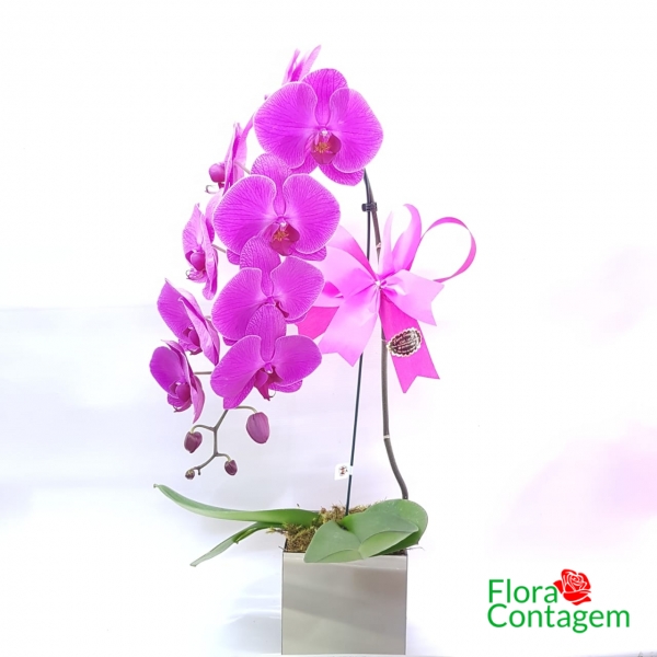 Orquídea Phalaenopsis Pink Vaso Vidro Espelhado