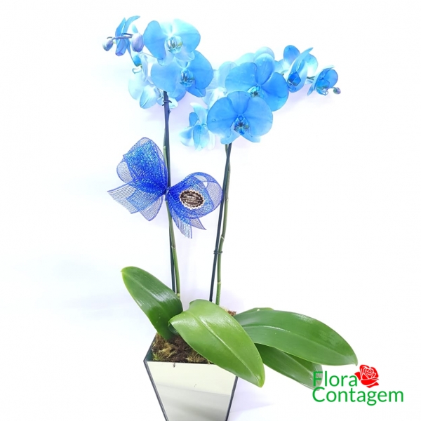 Orquidea Plantada Azul
