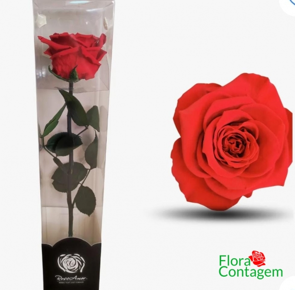 Rosa Preservada encantada